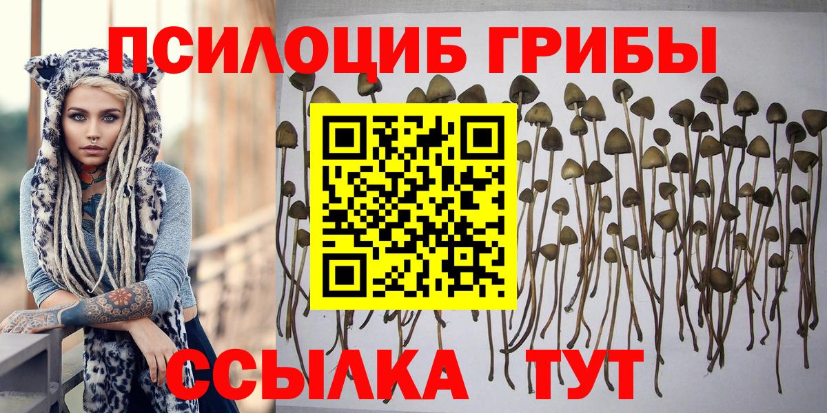 Псилоцибиновые грибы прущие грибы  Вход с VPN  Чусовой 